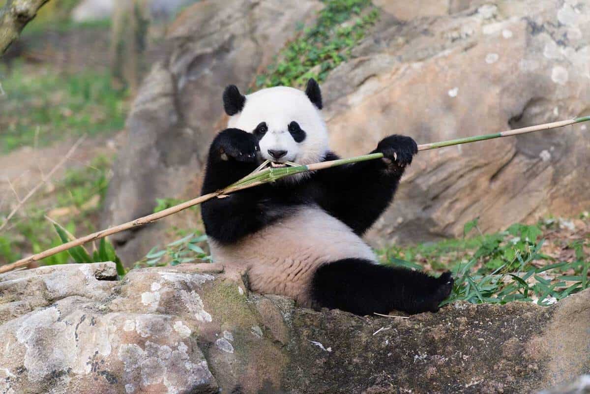 FedEx transported Bao Bao from Washington, DC, to China, in one of the many instances of the airline moving live animals. (Photo: FedEx)