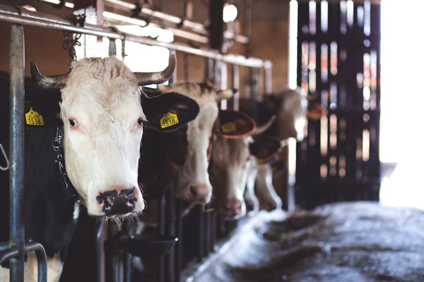 https://www.pexels.com/photo/white-cow-in-cattle-house-69170/